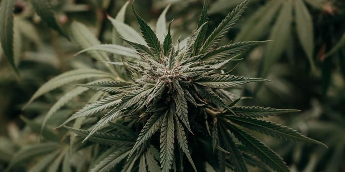 Multimodal Cannabis More Likely on High Stress Days