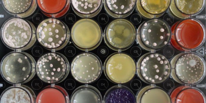 Fungal Metabolite Reduces Antibiotic Resistance