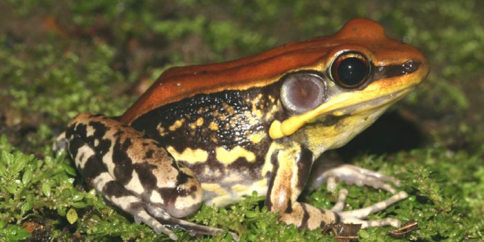 Flu-Busting Peptide Found in Frog Slime