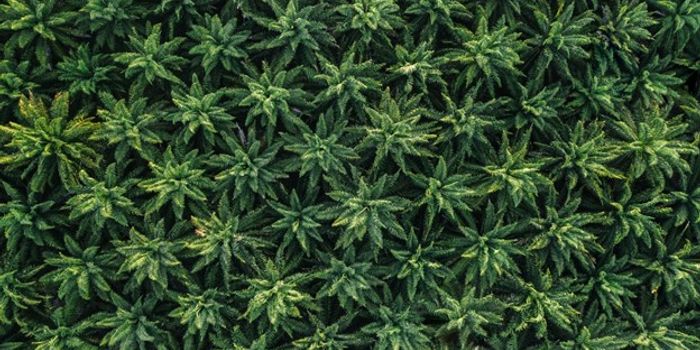 Poll Reveals Limited Parent Knowledge of CBD Despite Increasing Availability of Children's CBD Products