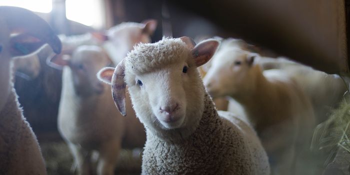 Sheep Can Recognize Human Faces, Study Finds