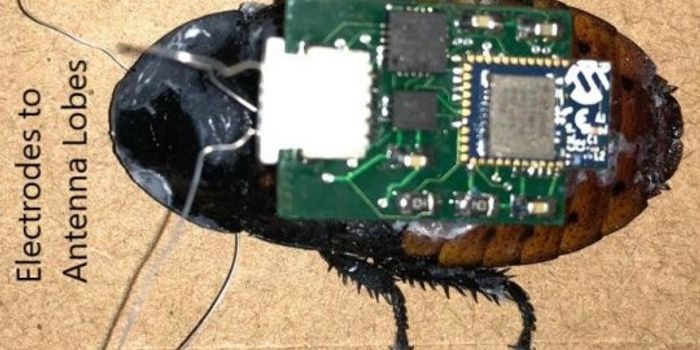 Someday A Cyborg Cockroach Can Save Our Lives