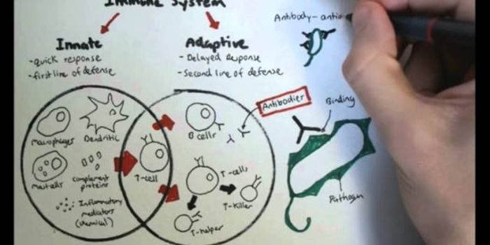 Immunology Video