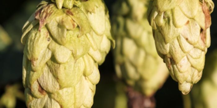 Better Beer Through Genetic Engineering