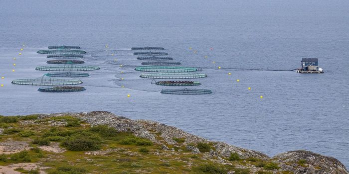 Farming Fish Sustainably