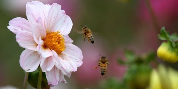 It's Not All About the Bees