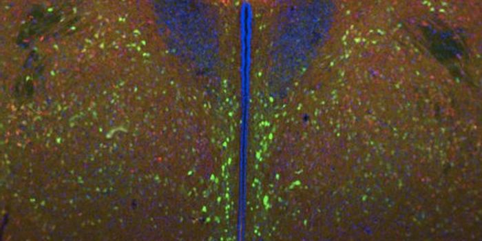 The Neural Circuit Underlying Leptin has Been Revealed