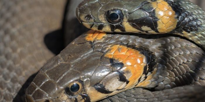 Snake Fungal Disease may be a Global Threat