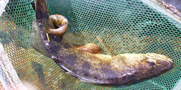 Walleye Fish Populations Seem to be Declining