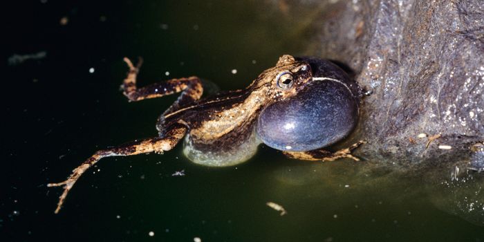 Urbanized Tungara Frogs Have Developed Sexier Mating Calls, But Why?