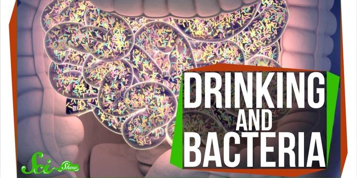 Does Drinking Alcohol Kill Gut Bacteria?