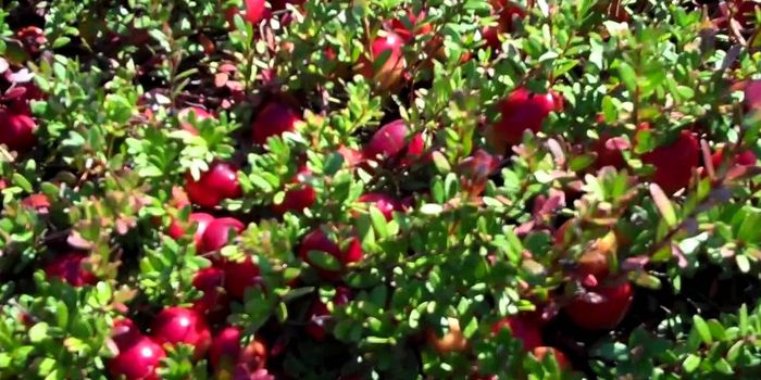 Cranberry Juice Reduces the Risk of Atherosclerosis