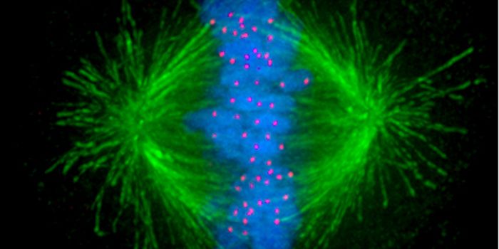 Enzymes Form a Molecular Switch Vital to Cell Division