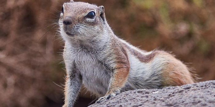 In Photoreceptors, Mitochondria Seem to Have an Extra Function