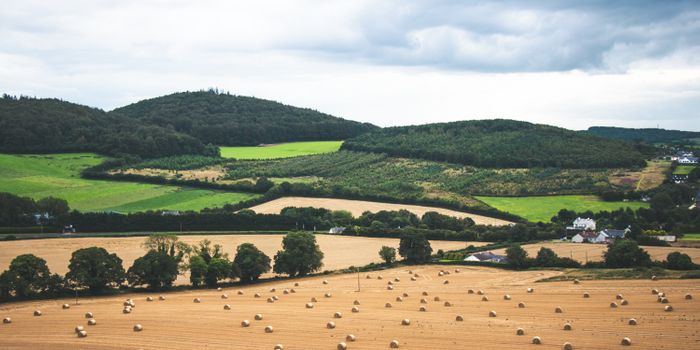 Who Introduced Hemp to Ancient Ireland?