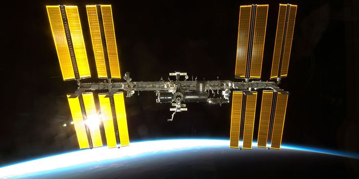 Life Can Adapt to Microgravity, Research Finds