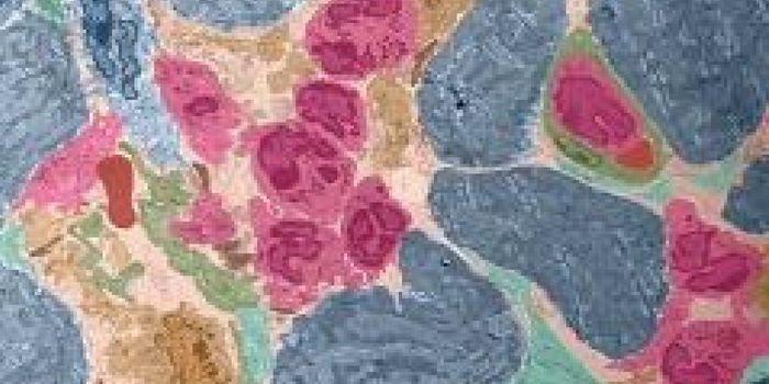 Immune Cell Unexpectedly Drives Transition to Heart Disease