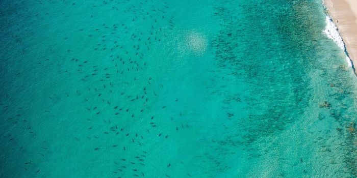 Well Over 10,000 Sharks Have Been Spotted Off the Coast of Florida
