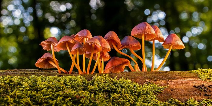 Magic Mushroom Therapy and Antidepressants Produce Similar Results