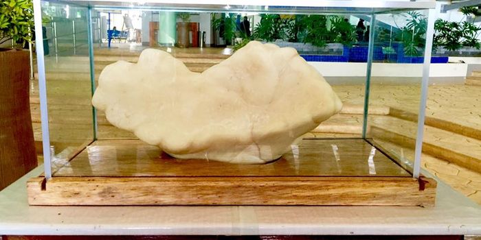 A Fisherman Has Been Hiding the World's Largest Pearl for a Decade