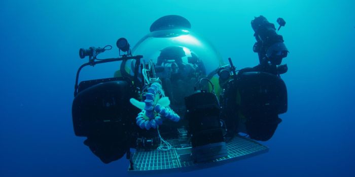 The Gene Behind the Glow of the Sea Pickle is ID'ed