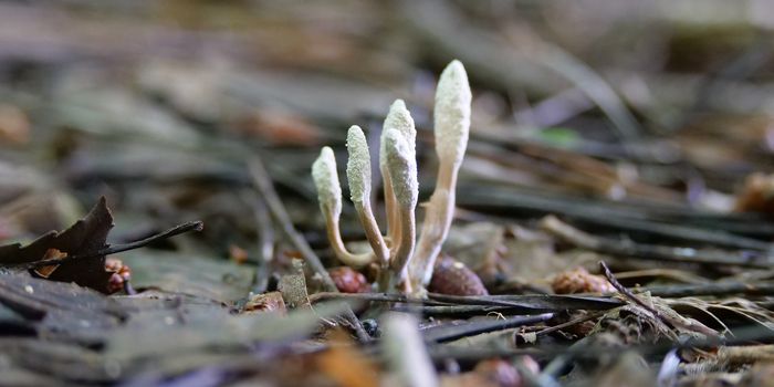 The Real Fungus that Inspired The Last of Us