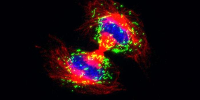 A Role for Peroxisomes in Stem Cell Fate
