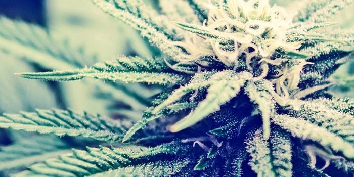 Marijuana chemical may keep HIV patients sharp