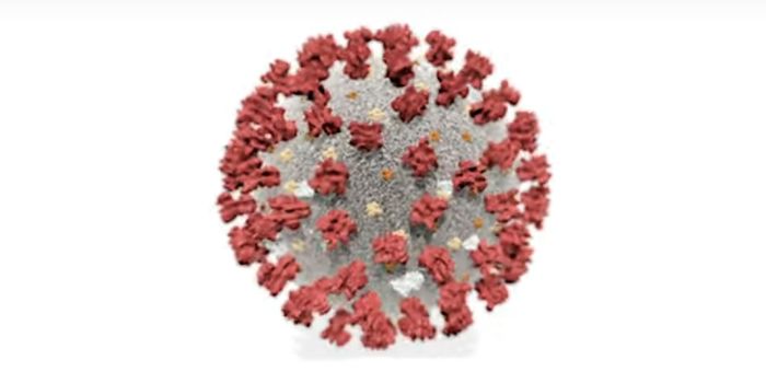 How Heparan Sulfate Helps SARS-CoV-2 Enter Cells