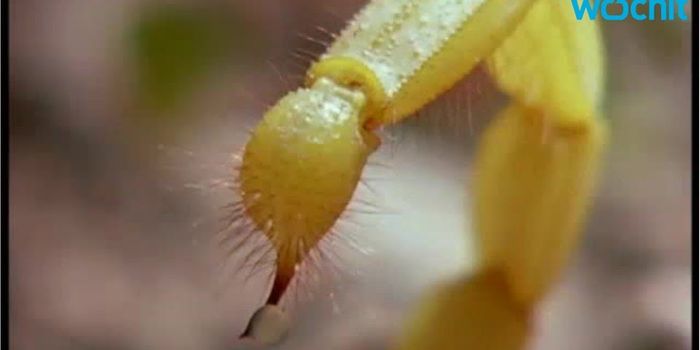 Why a Biologist Stung Himself 1,000+ Times with 85 Vicious Insects