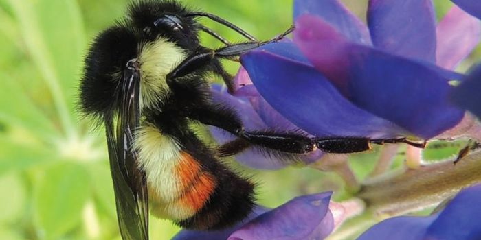 Anthropogenic Activity Reduces Bee Diversity, Study Confirms
