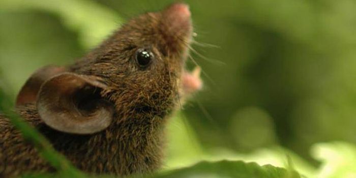 Meet The Singing Mice Of The Cloud Forests