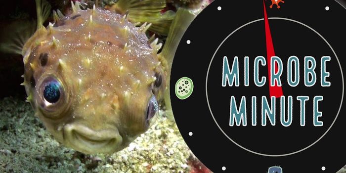 The Defense Mechanisms of Blowfish