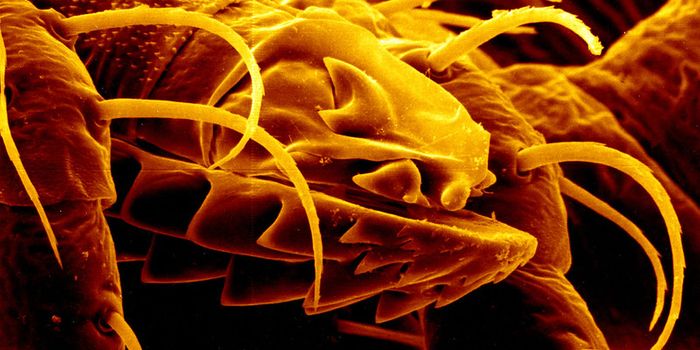 A Better Way to ID Powassan Virus, an Emerging Tick-Borne Disease