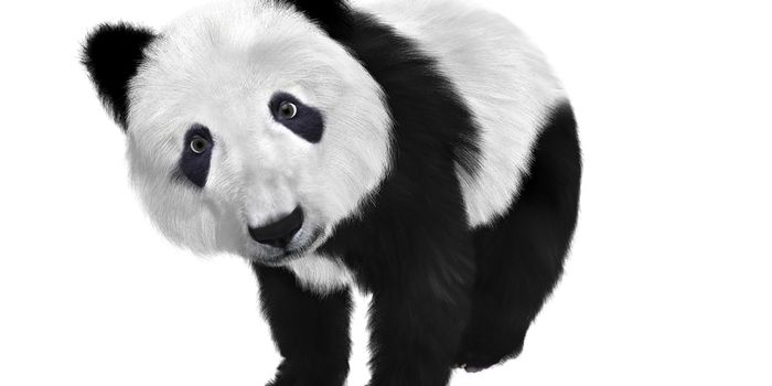 Why Do Giant Pandas Have Black and White Fur?
