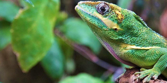 Reframing species conservation