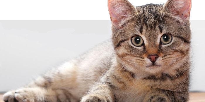 Study Shows Cats Are Living Longer Than They Did Decades Ago