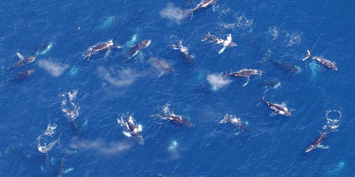 Where Are All These Humpback 'Super-Groups' Coming From?