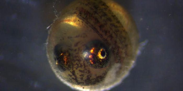These Fish Eggs Hatch Even After Passing Through a Swan's Digestive Tract