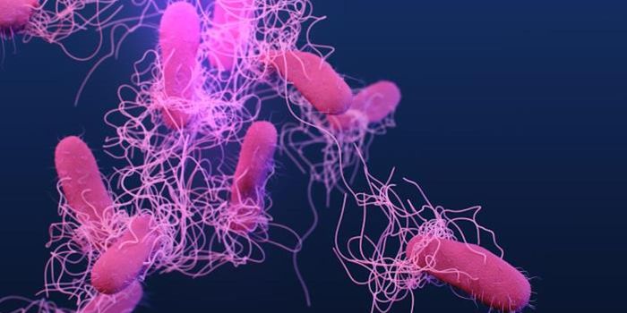 Poultry Vaccine Led to Increase in Antibiotic Resistance in Salmonella