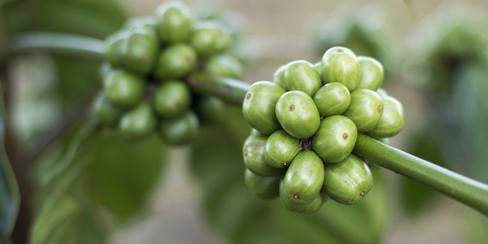 Green Coffee Bean Extract (GBCE) and Weight Loss: Separating Fact from Fiction