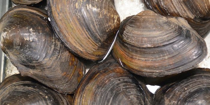 Ever Wonder What Happens Inside a Clam's Shell?