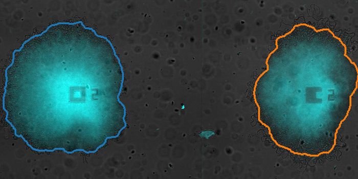 Bacteria can Strategically Share Resources