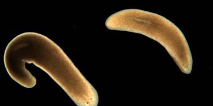 Crucial Developmental Genes Found to Still be Active in Adulthood