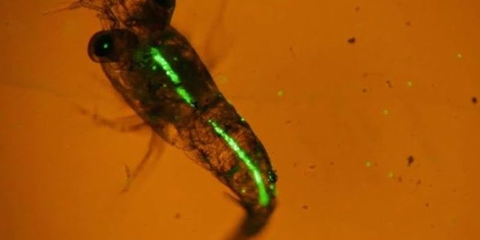 First time on video! Plankton eating plastic