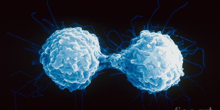 The Science Behind the Memory of the Immune System