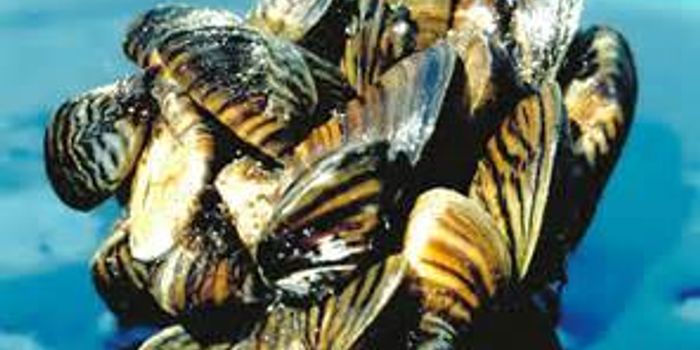 Bacterial-Based Defense for Invasive Mussel Species