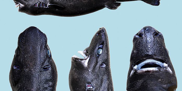 Meet the Ninja Lanturnshark, a Species that Glows in the Dark