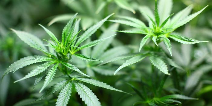 Can CBD Treat Psoriasis?