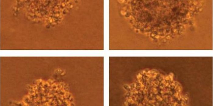 Exonerating a Suspect in Cancer Causation